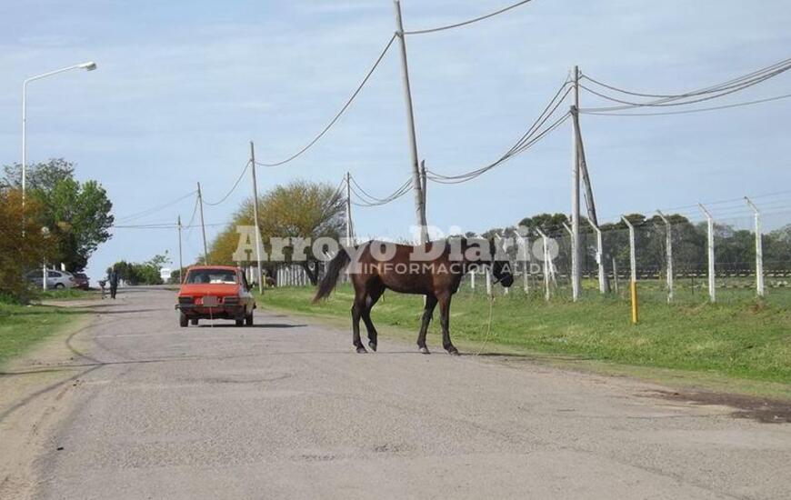 Muy cerca. El equino pasando muy cerca de uno de los autos que circulaba esta tarde por la zona.