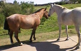 Sobre la imagen. La foto fue tomada por una vecina y luego la envi&oacute; a nuestra redacci&oacute;n.