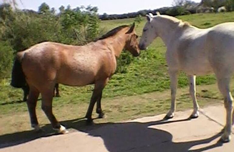 Sobre la imagen. La foto fue tomada por una vecina y luego la envi&oacute; a nuestra redacci&oacute;n.