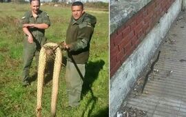 Algunas de las peligrosas yarar&aacute; atrapadas cerca de la escuela. Foto: Rosario3.com