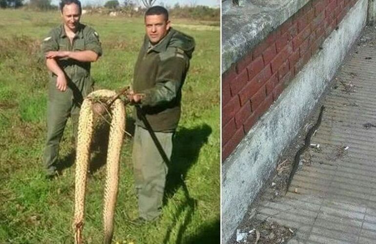 Algunas de las peligrosas yarará atrapadas cerca de la escuela. Foto: Rosario3.com