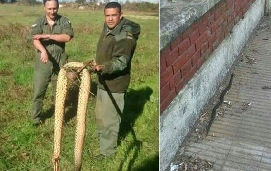 Algunas de las peligrosas yarar&aacute; atrapadas cerca de la escuela. Foto: Rosario3.com