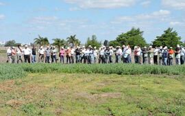 Imagen de INTA: Jornada a campo sobre tecnología en arveja y lenteja