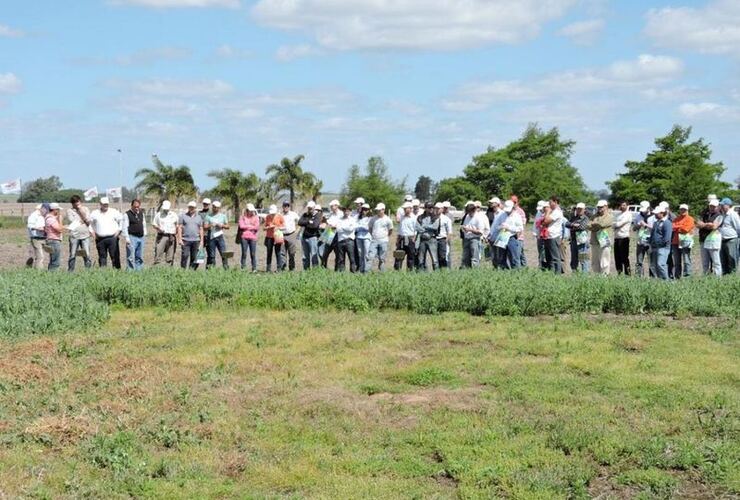 Imagen de INTA: Jornada a campo sobre tecnología en arveja y lenteja