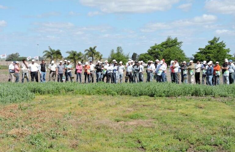 Imagen de INTA: Jornada a campo sobre tecnología en arveja y lenteja