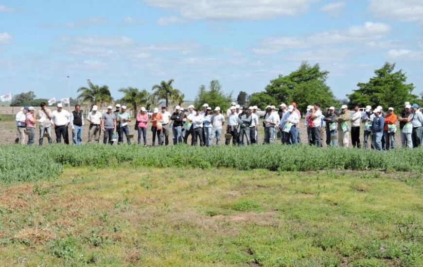 Imagen de INTA: Jornada a campo sobre tecnología en arveja y lenteja
