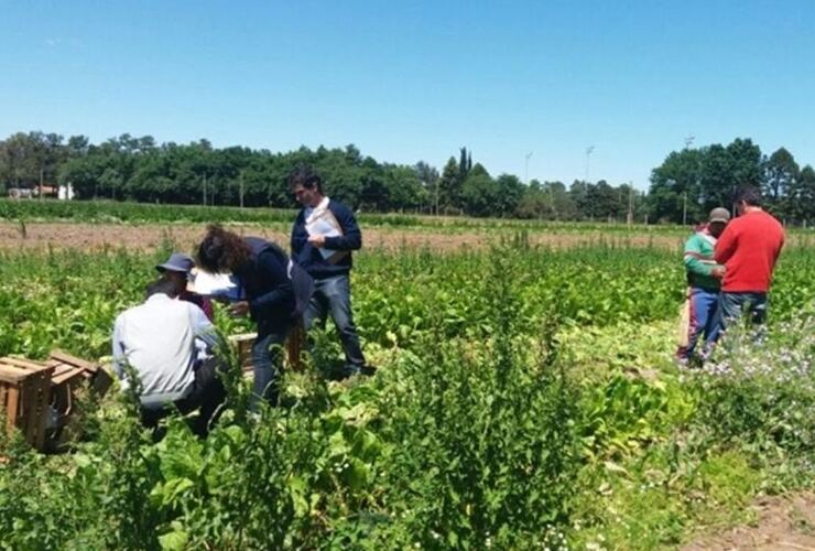 Imagen de Detectaron 21 trabajadores no registrados en campos de Pueblo Esther y Alvear