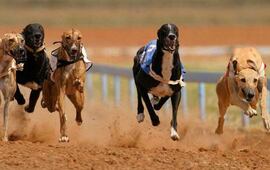 Imagen de Con polémica, salió la ley nacional que prohíbe las carrera de galgos