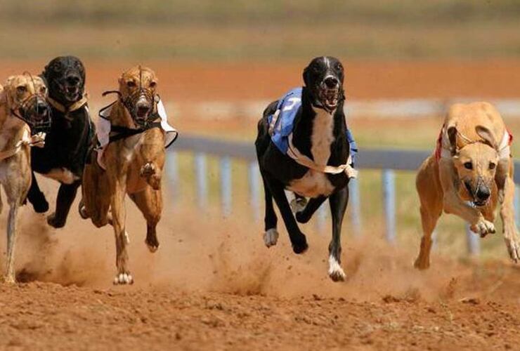 Imagen de Con polémica, salió la ley nacional que prohíbe las carrera de galgos