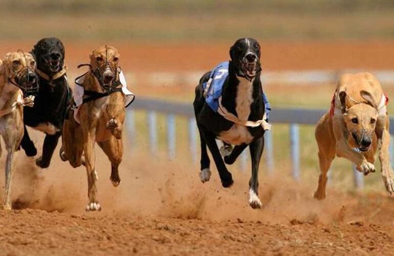 Imagen de Con polémica, salió la ley nacional que prohíbe las carrera de galgos