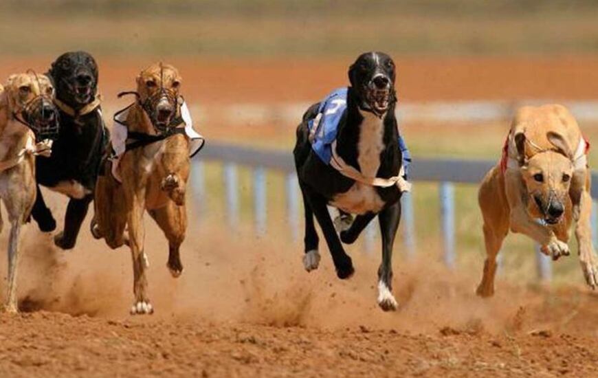 Imagen de Con polémica, salió la ley nacional que prohíbe las carrera de galgos