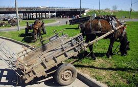 Imagen de Ocho cooperativas, 1.300 carreros y adi&oacute;s a los caballos