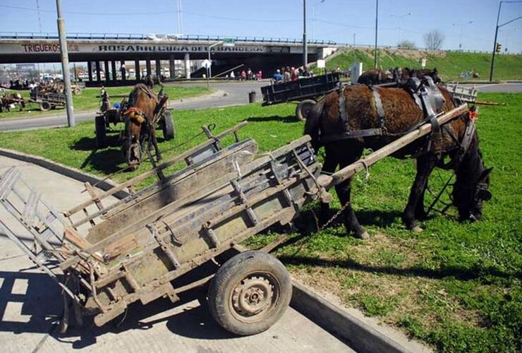 Imagen de Ocho cooperativas, 1.300 carreros y adiós a los caballos