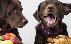 Imagen de Aseguran que los perros recuerdan como los humanos