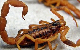 Foto: Imagen Ilustrativa