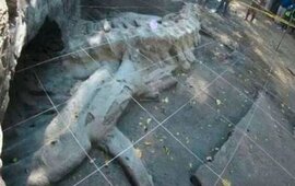 Imagen de Descubren f&oacute;sil de ballena de 1,8 millones de a&ntilde;os de antig&uuml;edad