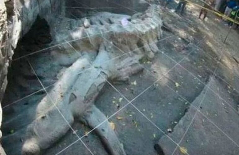 Imagen de Descubren f&oacute;sil de ballena de 1,8 millones de a&ntilde;os de antig&uuml;edad