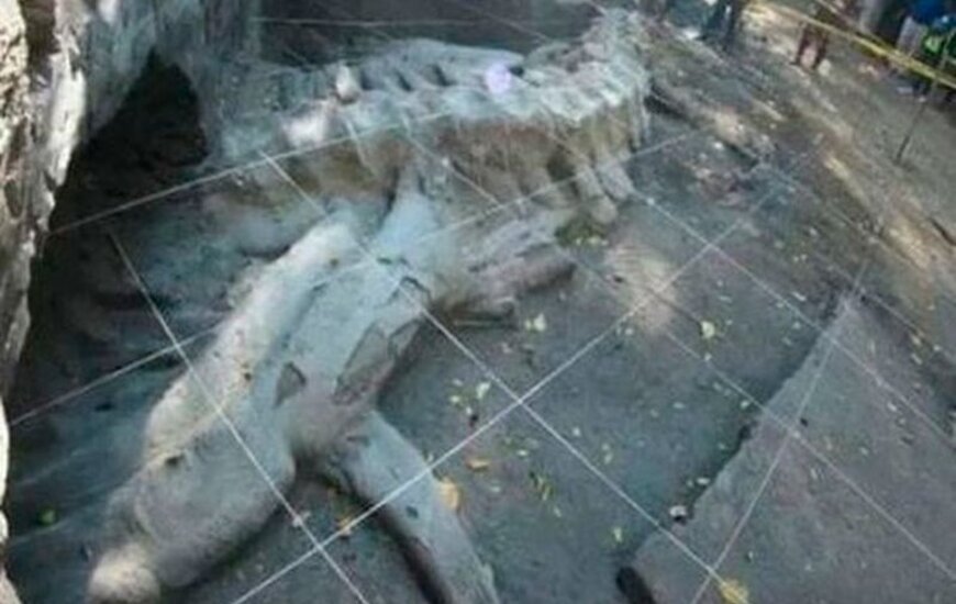 Imagen de Descubren fósil de ballena de 1,8 millones de años de antigüedad