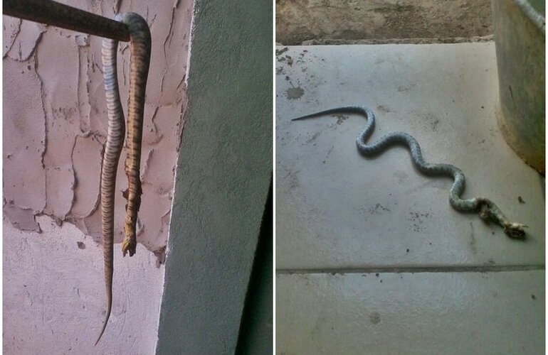 Imagen de Tremendo susto en Avellaneda al 1300