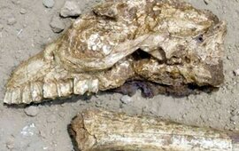 Imagen de Hallaron f&oacute;siles de un extra&ntilde;o animal prehist&oacute;rico cerca de un campo de golf de Miramar