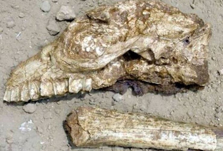 Imagen de Hallaron fósiles de un extraño animal prehistórico cerca de un campo de golf de Miramar