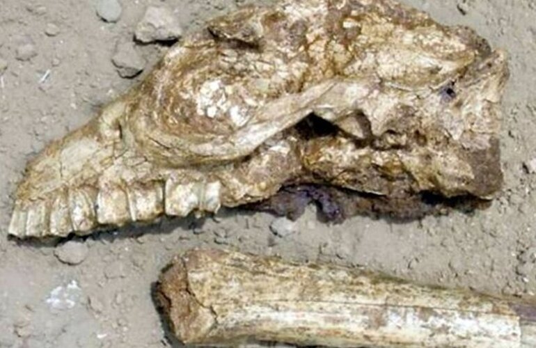 Imagen de Hallaron fósiles de un extraño animal prehistórico cerca de un campo de golf de Miramar