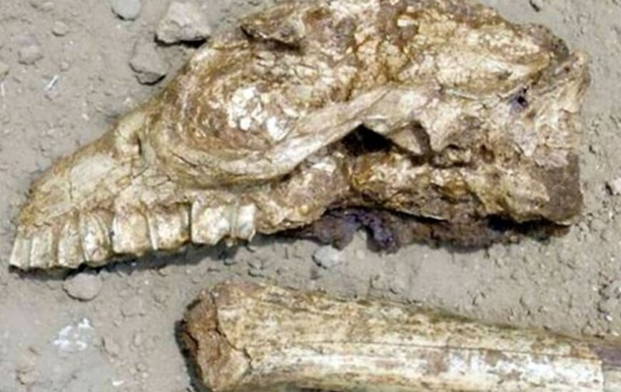 Imagen de Hallaron f&oacute;siles de un extra&ntilde;o animal prehist&oacute;rico cerca de un campo de golf de Miramar