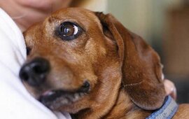 Imagen de Tips para cuidar a tu mascota de la pirotecnia