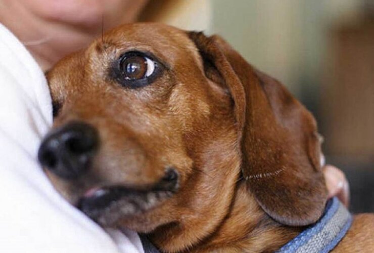 Imagen de Tips para cuidar a tu mascota de la pirotecnia