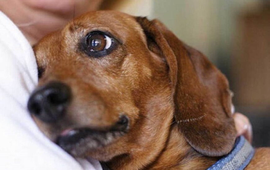 Imagen de Tips para cuidar a tu mascota de la pirotecnia