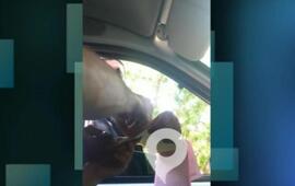 Foto: captura de pantalla video