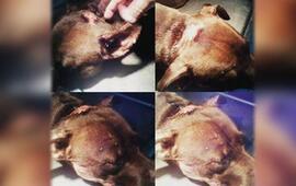 Imagen de Indignante: se conoci&oacute; otro caso de maltrato animal