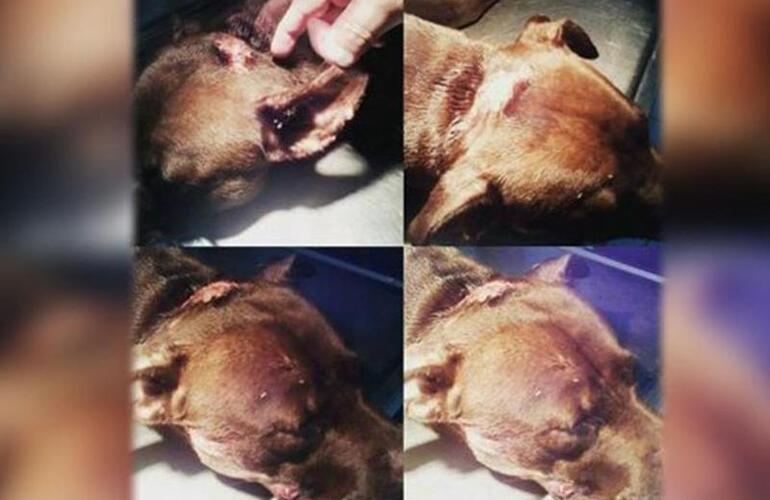 Imagen de Indignante: se conoci&oacute; otro caso de maltrato animal