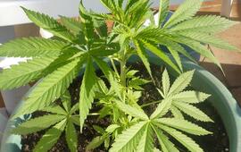 Foto: Imagen Ilustrativa