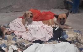 Contin&uacute;an las campa&ntilde;as. En la &uacute;ltima jornada se hicieron 36 castraciones. Foto: Archivo AD