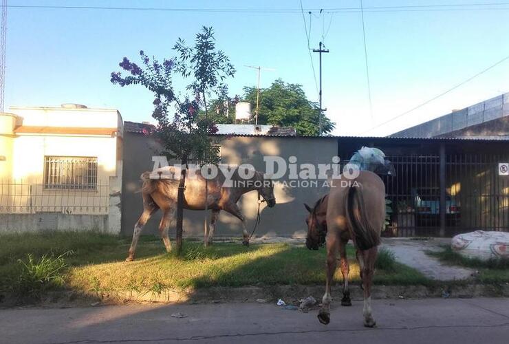 Imagen de Desde tempranito: caballos sueltos en la ciudad