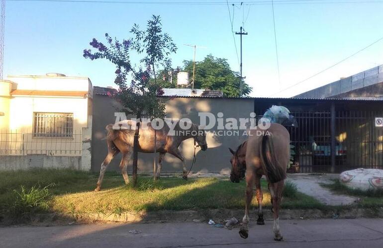 Imagen de Desde tempranito: caballos sueltos en la ciudad