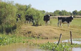 Imagen de Habrá 400 millones de pesos para tambos santafesinos afectados por las lluvias