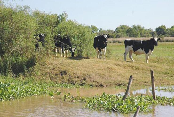 Imagen de Habrá 400 millones de pesos para tambos santafesinos afectados por las lluvias