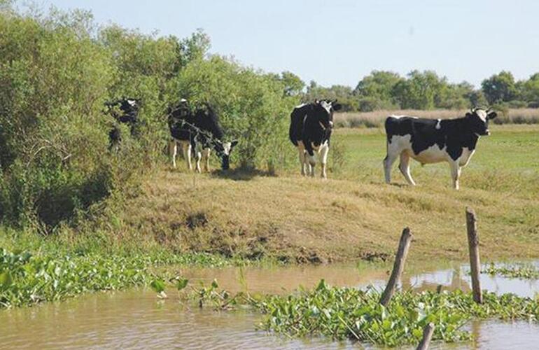 Imagen de Habrá 400 millones de pesos para tambos santafesinos afectados por las lluvias