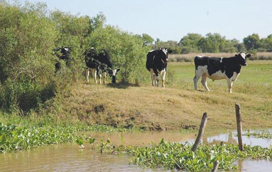 Imagen de Habr&aacute; 400 millones de pesos para tambos santafesinos afectados por las lluvias