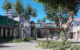 Imagen de Trabajos de escamonda en el centro