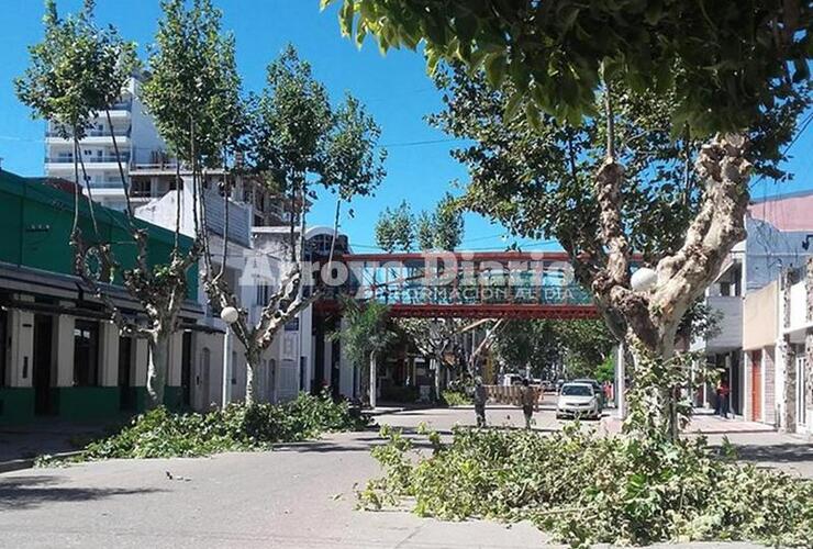 Imagen de Trabajos de escamonda en el centro