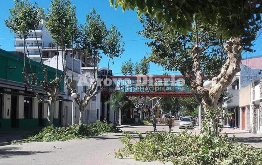 Imagen de Trabajos de escamonda en el centro