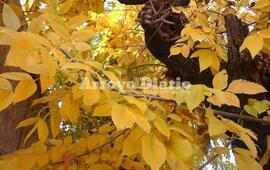 Imagen de El oto&ntilde;o arranc&oacute; bastante fresco