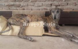 Imagen de La lastimaban, la quemaban con agua caliente y la violaban; ahora est&aacute; en adopci&oacute;n