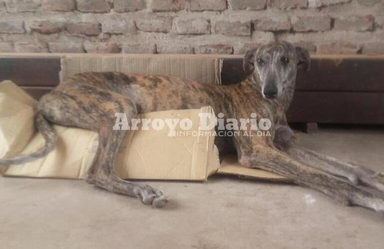 Imagen de La lastimaban, la quemaban con agua caliente y la violaban; ahora est&aacute; en adopci&oacute;n