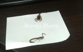 Imagen de Un peligro: invasión de alacranes en el Registro Civil