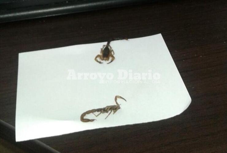 Imagen de Un peligro: invasión de alacranes en el Registro Civil