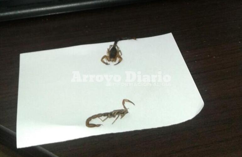 Imagen de Un peligro: invasión de alacranes en el Registro Civil